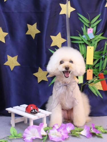 20230719ピッピちゃん